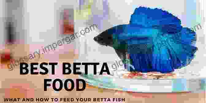 A Betta Fish Eagerly Feeding On Live Food The Betta Bible: The Art And Science Of Keeping Bettas