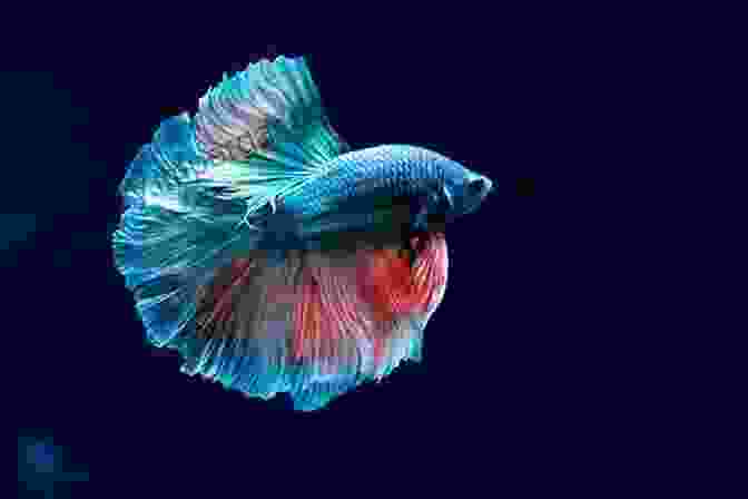 A Betta Fish Showing Off Its Vibrant Colors And Flowing Fins The Betta Bible: The Art And Science Of Keeping Bettas