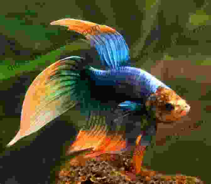 A Betta Fish Swimming In A Well Maintained Aquarium The Betta Bible: The Art And Science Of Keeping Bettas