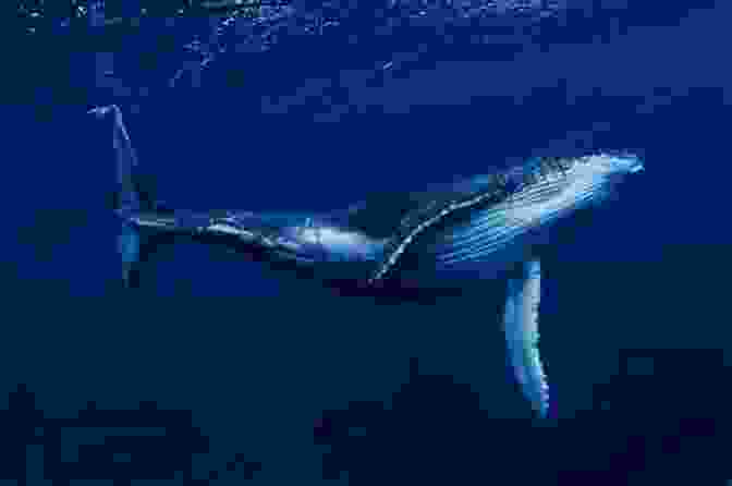 A Blue Whale Swims Through The Water. The Whale: In Search Of The Giants Of The Sea