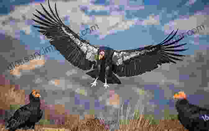 A California Condor Soaring In The Sky Destination Wildlife: An International Site By Site Guide To The Best Places To Experience Endangered Rare And Fascinating Animals And Their Habitats