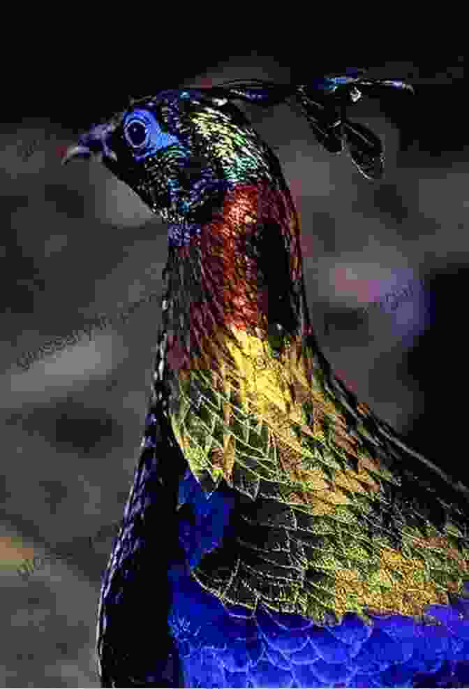 A Close Up Of A Resplendent Male Monal Pheasant, Its Iridescent Plumage Shimmering In The Sunlight Tibet Wild: A Naturalist S Journeys On The Roof Of The World