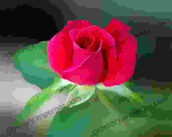 A Close Up Of A Single Rose Bloom ARTSY ROSES AGAINST GLITTER FRAMES Divine Photography (GRACE DIVINE PHOTOGRAPHY PHOTOGRAPHIC IMAGES DIGITAL ART IN A BOOK)