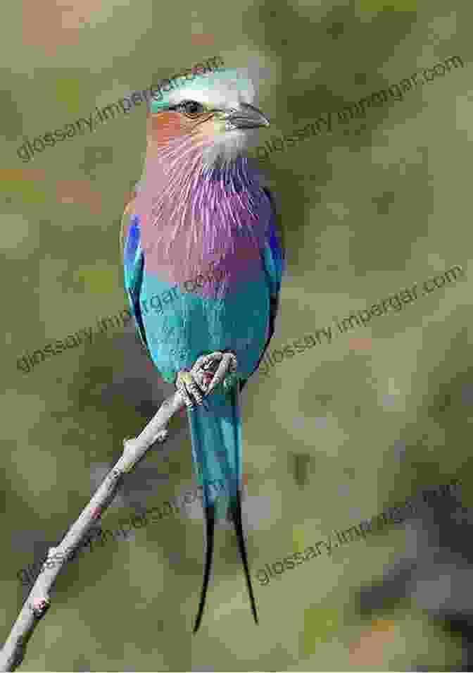 A Close Up Photograph Of A Colorful Bird In Southern Africa Sasol 300 Easy To See Birds In Southern Africa