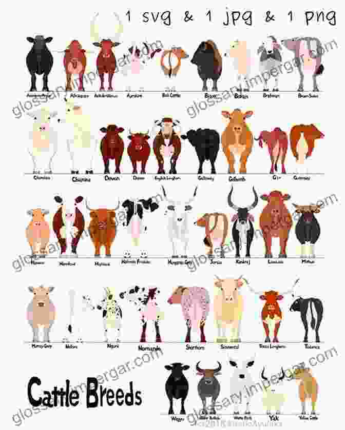 A Collage Of Images Showcasing Various Cattle Breeds, Highlighting Their Distinct Physical Attributes The Field Guide To Cattle