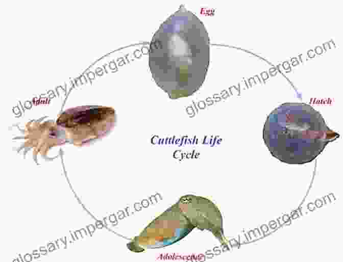 A Cuttlefish Demonstrating Its Problem Solving Abilities, Navigating A Maze With Ease. Octopus Squid And Cuttlefish: A Visual Scientific Guide To The Oceans Most Advanced Invertebrates