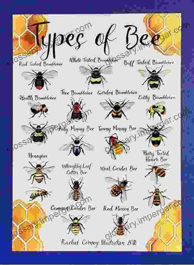 A Detailed Chart Providing Step By Step Guidance On Identifying Bees Based On Their Distinctive Physical Characteristics. Common Bees Of Eastern North America (Princeton Field Guides 151)