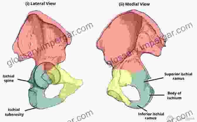 A Detailed Illustration Of The Human Pelvis, Showcasing The Sacrum, Ilium, Ischium, And Pubis, Emphasizing Their Interlocking Structure And The Intricate Arrangement Of Pelvic Ligaments And Joints. Adventures In Human Being: A Grand Tour From The Cranium To The Calcaneum