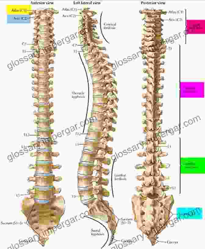 A Detailed Illustration Of The Human Vertebral Column, Highlighting The Individual Vertebrae, Interlocking Facets, And The Spinal Cord Encased Within The Vertebral Canal. Adventures In Human Being: A Grand Tour From The Cranium To The Calcaneum