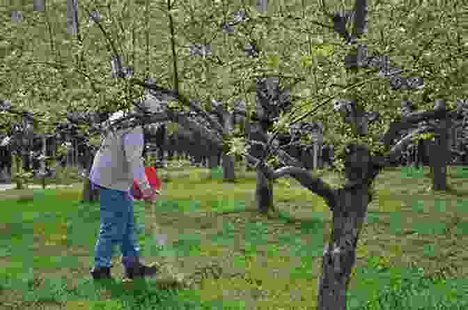 A Farmer Spreading Fertilizer Around Apple Trees, Emphasizing The Importance Of Balanced Nutrition For Healthy Tree Development And Bountiful Harvests. Achieving Sustainable Cultivation Of Apples (Burleigh Dodds In Agricultural Science 18)