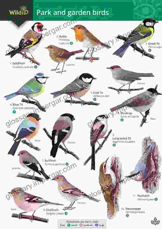 A Field Guide Open To A Page About A Bird Species Sasol 300 Easy To See Birds In Southern Africa