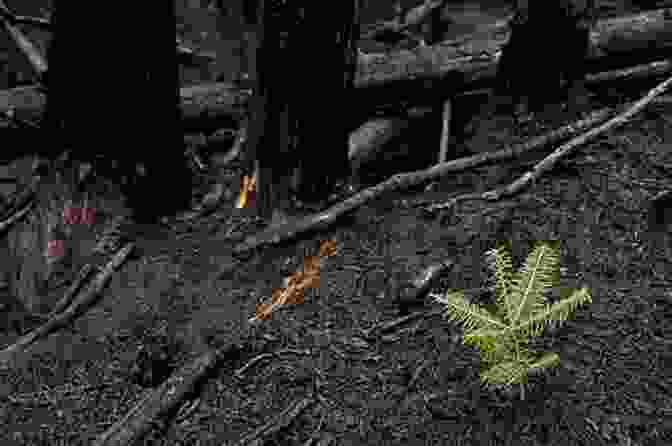 A Forest Ecosystem After A Fire, Showing New Growth And Diverse Vegetation. Sustainability And Wildland Fire: The Origins Of Forest Service Wildland Fire Research