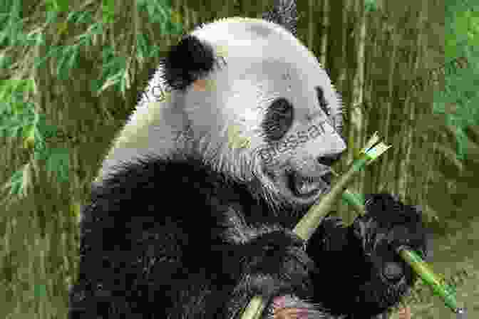 A Giant Panda Eating Bamboo Destination Wildlife: An International Site By Site Guide To The Best Places To Experience Endangered Rare And Fascinating Animals And Their Habitats