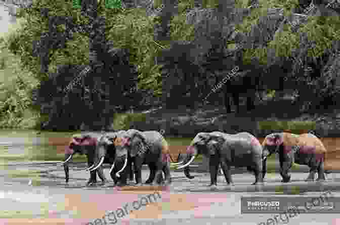 A Herd Of African Elephants Crossing A River Destination Wildlife: An International Site By Site Guide To The Best Places To Experience Endangered Rare And Fascinating Animals And Their Habitats