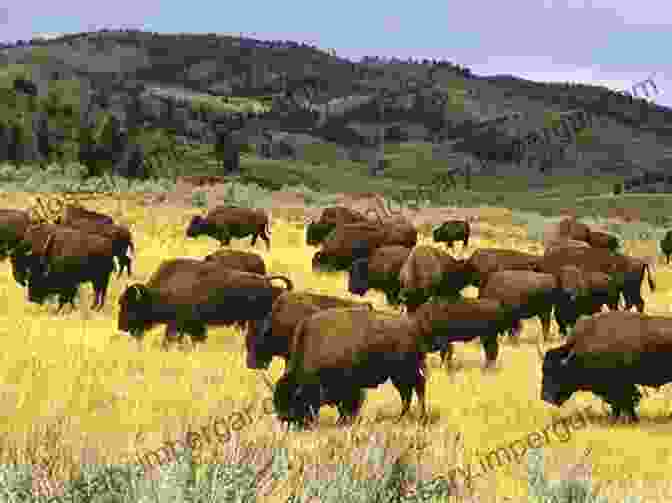 A Herd Of American Bison Grazing In A Meadow Destination Wildlife: An International Site By Site Guide To The Best Places To Experience Endangered Rare And Fascinating Animals And Their Habitats