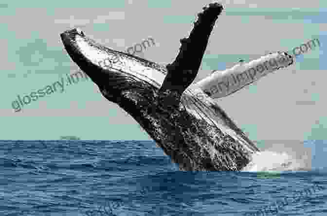 A Humpback Whale Breaches The Surface Of The Water. The Whale: In Search Of The Giants Of The Sea