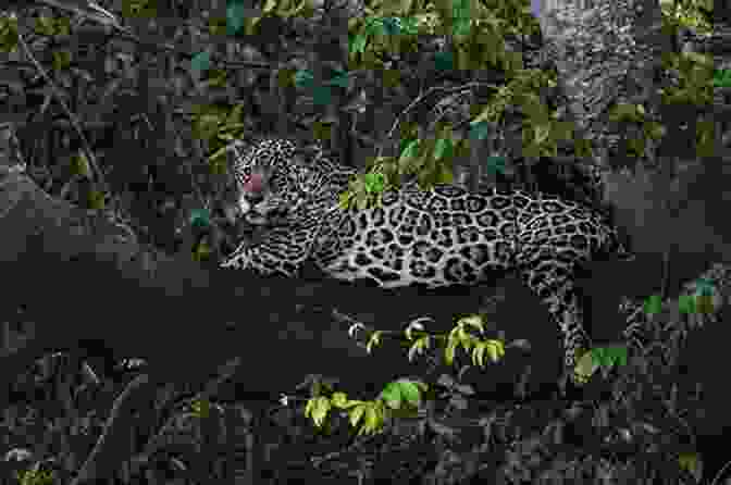 A Jaguar Resting On A Tree Branch Destination Wildlife: An International Site By Site Guide To The Best Places To Experience Endangered Rare And Fascinating Animals And Their Habitats