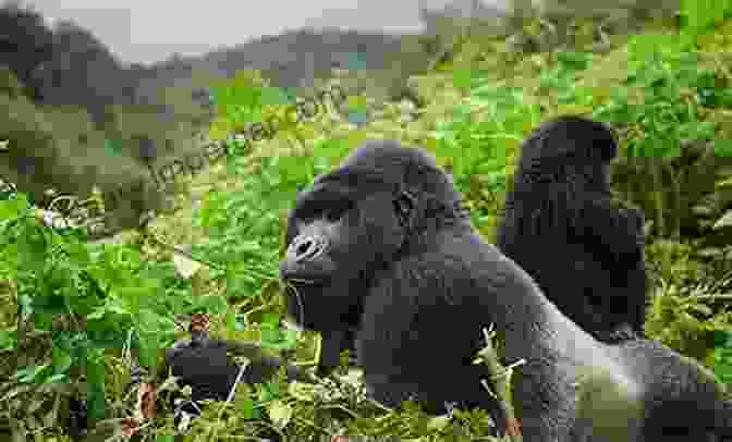 A Mountain Gorilla Family Feeding In The Rainforest Destination Wildlife: An International Site By Site Guide To The Best Places To Experience Endangered Rare And Fascinating Animals And Their Habitats