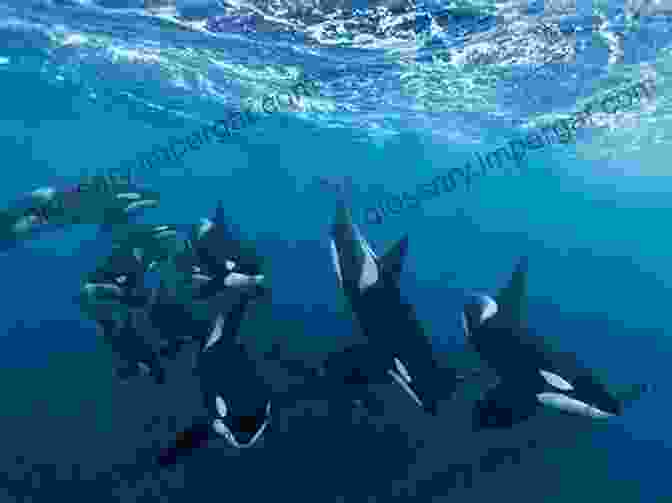 A Pod Of Orcas Swimming In The Ocean Endangered Orcas: The Story Of The Southern Residents