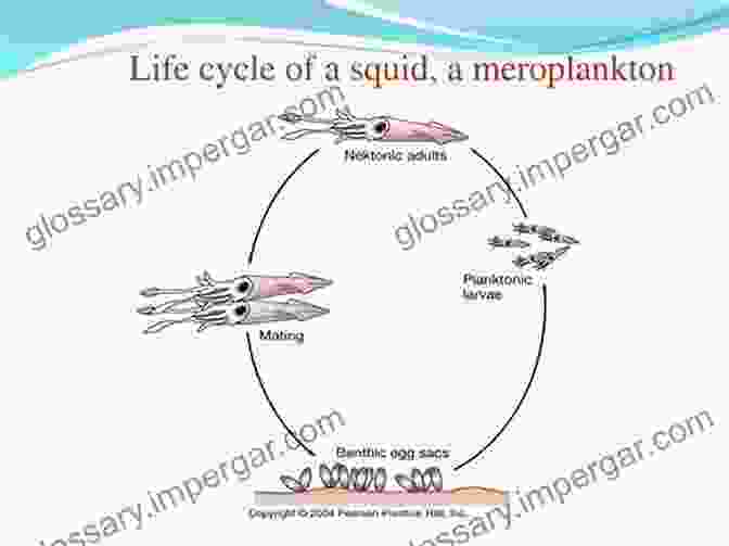 A Series Of Images Depicting The Various Stages Of A Squid's Life Cycle, From Egg To Adult. Octopus Squid And Cuttlefish: A Visual Scientific Guide To The Oceans Most Advanced Invertebrates