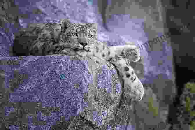 A Snow Leopard Resting On A Rock Destination Wildlife: An International Site By Site Guide To The Best Places To Experience Endangered Rare And Fascinating Animals And Their Habitats