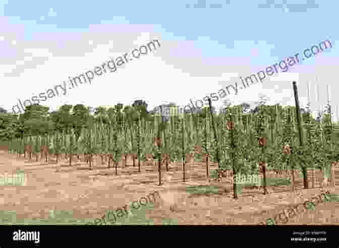 A Sprawling Apple Orchard With Rows Of Trees Neatly Aligned, Showcasing Ideal Site Selection And Trellising For Maximum Yield. Achieving Sustainable Cultivation Of Apples (Burleigh Dodds In Agricultural Science 18)