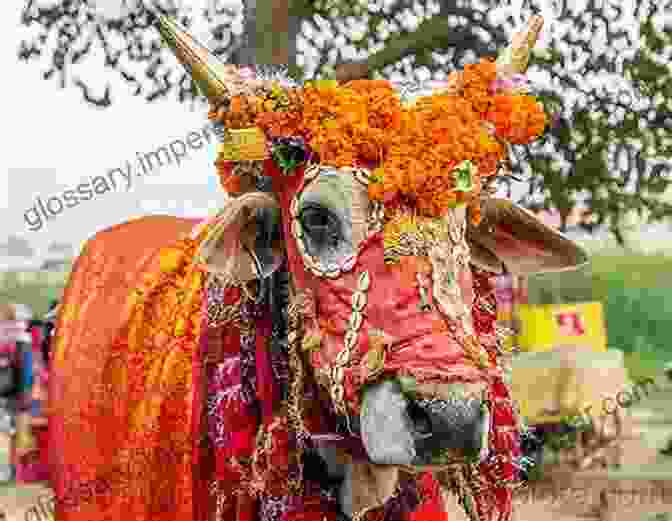 A Traditional Indian Wedding Featuring A Decorated Cow, Highlighting The Cultural Importance Of Cattle In Various Societies The Field Guide To Cattle