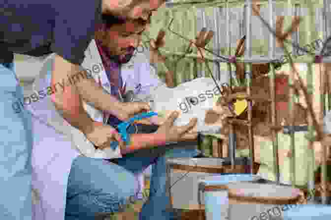 A Veterinarian Examining A Cow, Emphasizing The Importance Of Cattle Health And Disease Management The Field Guide To Cattle