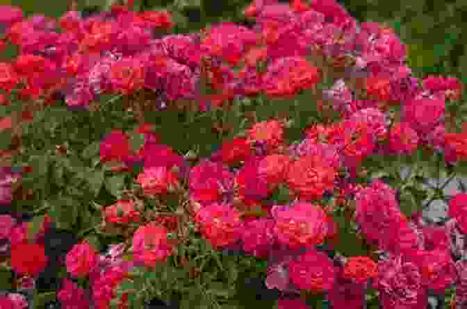 A Wide Shot Of A Rose Bush In Full Bloom ARTSY ROSES AGAINST GLITTER FRAMES Divine Photography (GRACE DIVINE PHOTOGRAPHY PHOTOGRAPHIC IMAGES DIGITAL ART IN A BOOK)