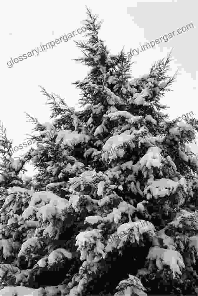 A Winter Garden Covered In A Blanket Of Snow, With Evergreen Trees Standing Tall And Seed Heads Of Ornamental Grasses Adding Texture And Interest To The Landscape. VEGETABLES GARDENING: A COMPLETE GUIDE TO BUILD YOUR GARDEN IN A BALANCED AND SUSTAINABLE WAY ALL YEAR ROUND HOW TO PRODUCE ALL THE VEGETABLES FRUITS AND FLOWERS YOU WANT