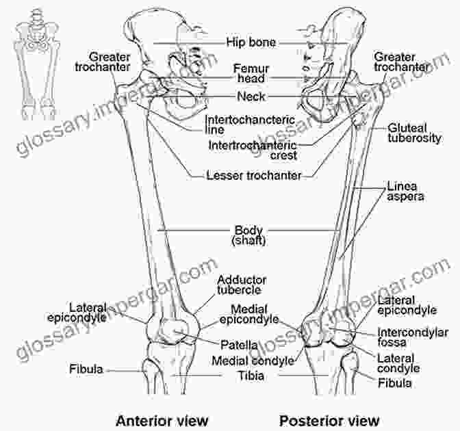 An Anatomical Illustration Of The Human Lower Limb, Showcasing The Femur, Knee Joint, Ankle, And Foot, Highlighting The Intricate Interplay Of Bones, Muscles, And Tendons That Enable Movement And Locomotion. Adventures In Human Being: A Grand Tour From The Cranium To The Calcaneum