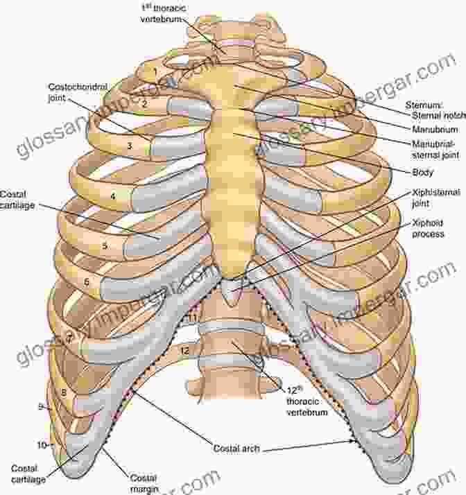 An Anatomical Illustration Of The Human Thoracic Cage, Showcasing The Arrangement Of Ribs, Costal Cartilages, And The Sternum, Forming A Protective Shield Around The Vital Organs Within. Adventures In Human Being: A Grand Tour From The Cranium To The Calcaneum