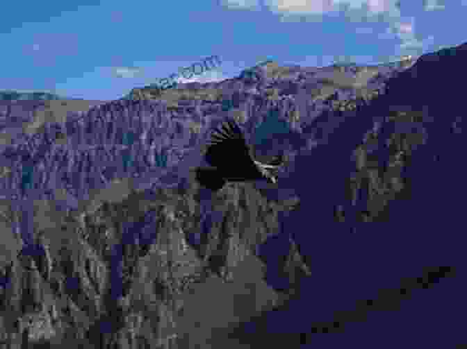 An Andean Condor Soaring Over The Colca Canyon Destination Wildlife: An International Site By Site Guide To The Best Places To Experience Endangered Rare And Fascinating Animals And Their Habitats