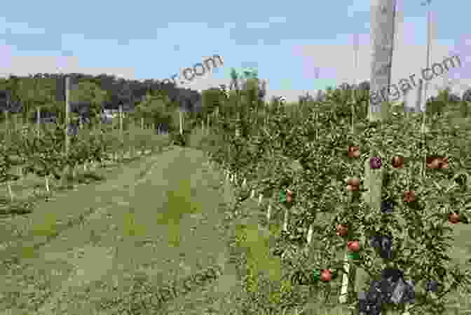 An Apple Orchard With Rows Of Trees Surrounded By Lush Cover Crops, Demonstrating The Benefits Of Sustainable Farming Practices. Achieving Sustainable Cultivation Of Apples (Burleigh Dodds In Agricultural Science 18)