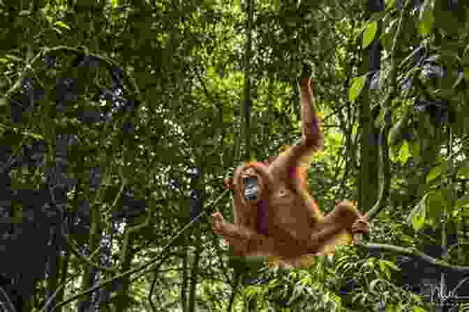 An Orangutan Swinging Through The Trees Destination Wildlife: An International Site By Site Guide To The Best Places To Experience Endangered Rare And Fascinating Animals And Their Habitats