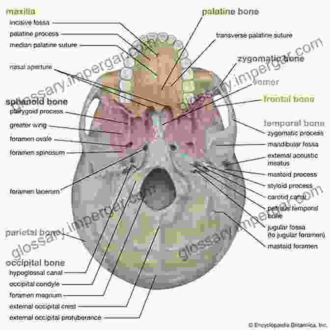 Anatomical Illustration Of The Human Cranium, Showcasing The Intricate Sutures, Foramina, And Meninges That Protect And Nurture The Brain. Adventures In Human Being: A Grand Tour From The Cranium To The Calcaneum