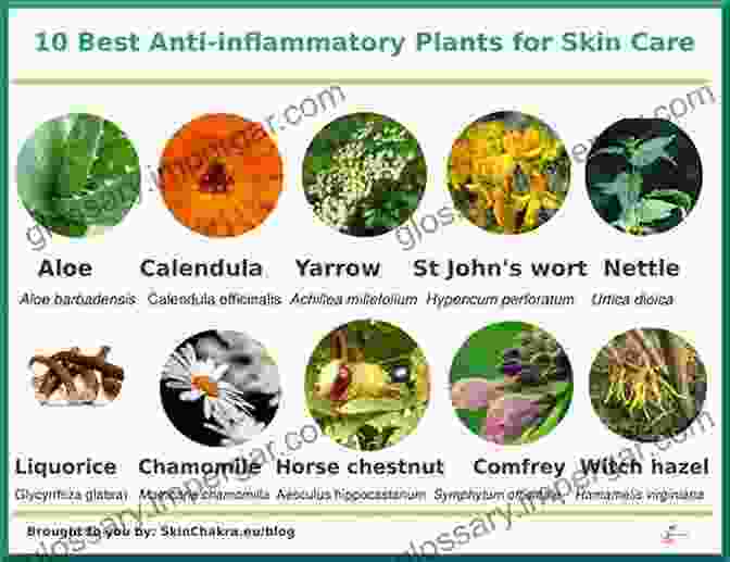 Assortment Of Anti Inflammatory Herbs Highlighting Their Soothing Properties Changes To The Noninsured Crop Disaster Assistance Program Under The Agricultural Act Of 2024: Their Potential Risk Reduction Impacts