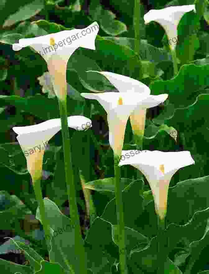 Author Jane Doe Magnificent Beauty Calla Lily Flower FOR SOUTH AFRICA IN ENGLISH AND IN AFRIKAANS Digital Art Photography Images Collect Art Prints In A By Artist Divine (BOOKS IN ENGLISH AND IN AFRIKAANS)