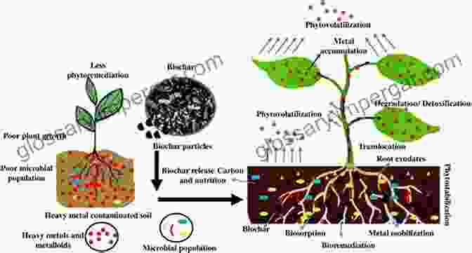 Bioremediation Of Metal Contaminated Soils Using Microorganisms And Plants Biomanagement Of Metal Contaminated Soils (Environmental Pollution 20)