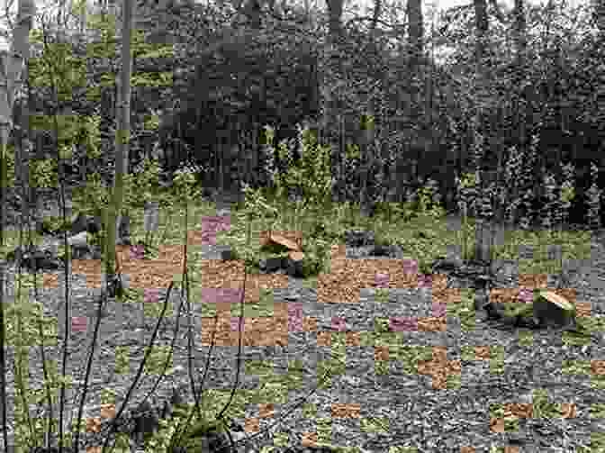 Coppiced Woodland Thriving With Biodiversity Coppicing And Coppice Crafts: A Comprehensive Guide