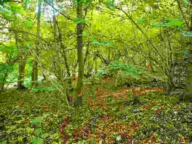 Coppiced Woodland With Vibrant New Growth Coppicing And Coppice Crafts: A Comprehensive Guide