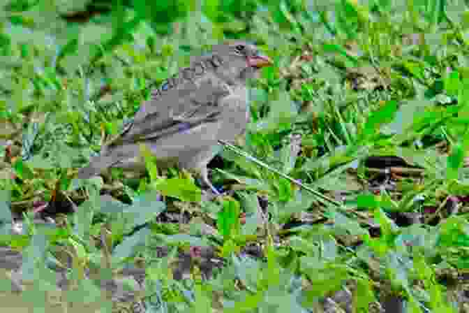 Darwin's Finches On The Galapagos Islands The Voyage Of The Beagle: Darwin S Extraordinary Adventure Aboard FitzRoy S Famous Survey Ship