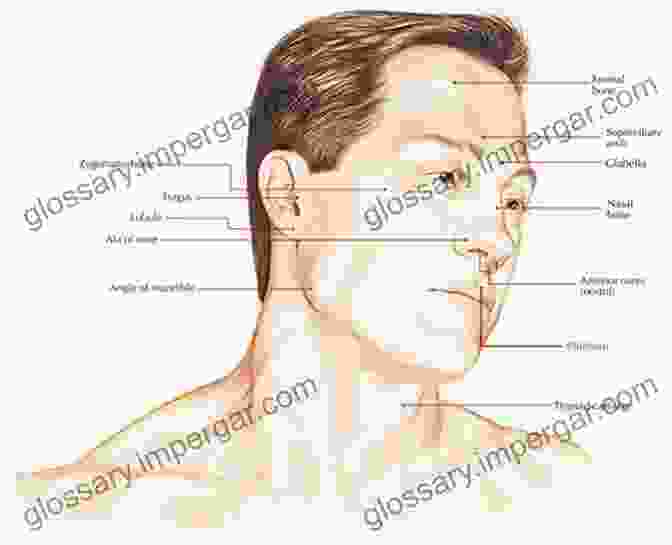 Detailed Anatomy Of A Mustache, Including The Philtrum, Cupid's Bow, Columella, And Central Philtrum. The Moustache Grower S Guide Lucien Edwards