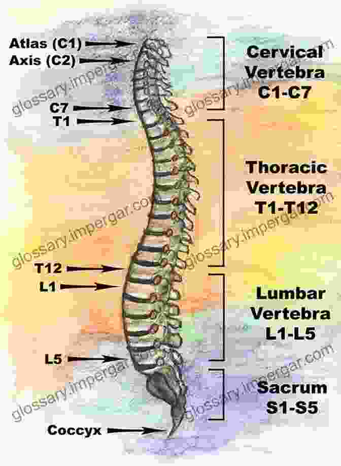 Detailed Diagram Of The Spinal Anatomy, Highlighting The Vertebrae, Discs, And Nerves Freedom To Move: Movement Therapy For Spinal Pain And Injuries