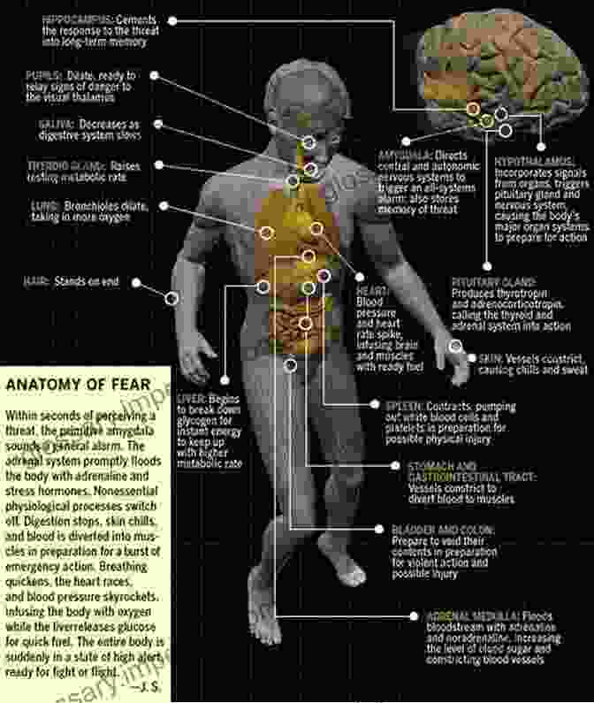 Diagram Illustrating The Anatomy Of Fear, Showcasing The Physiological Response To Perceived Threats. Scream: Chilling Adventures In The Science Of Fear