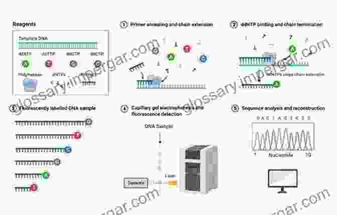 Diagram Illustrating The Process Of DNA Sequencing And Analysis In Genomics Drug Discovery In Africa: Impacts Of Genomics Natural Products Traditional Medicines Insights Into Medicinal Chemistry And Technology Platforms In Pursuit Of New Drugs