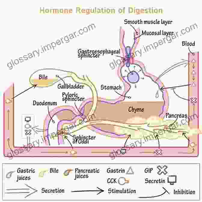 Diagram Of Gastrointestinal Regulation Mechanisms Gastrointestinal Physiology: Development Principles And Mechanisms Of Regulation