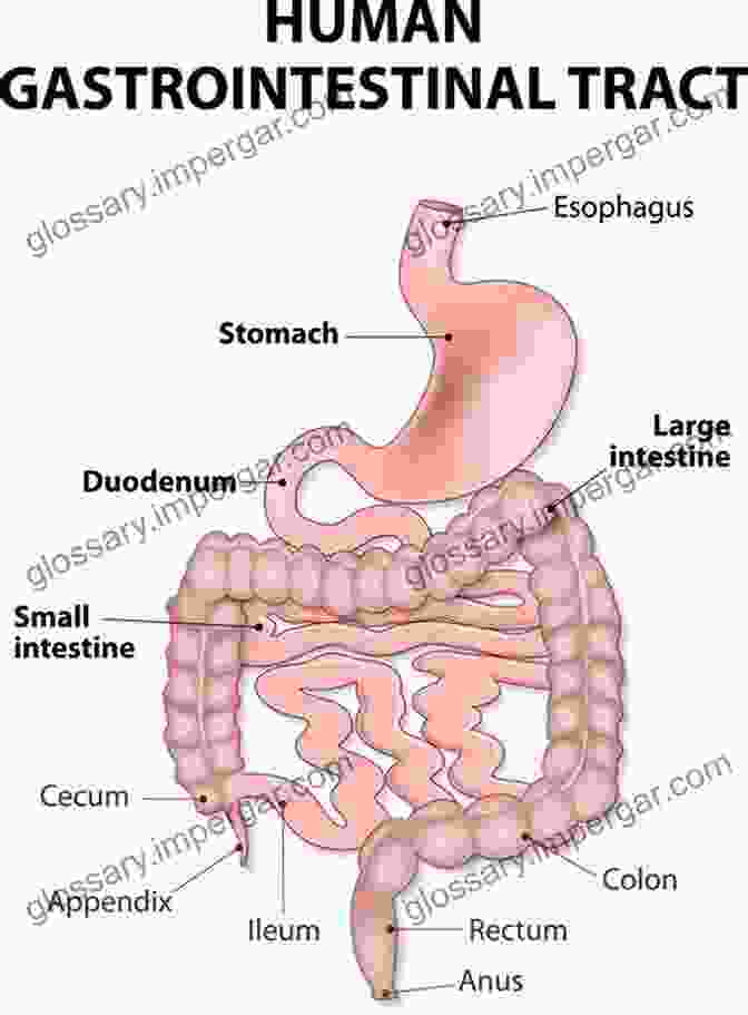 Diagram Of Gastrointestinal Tract Development Gastrointestinal Physiology: Development Principles And Mechanisms Of Regulation