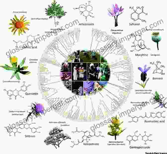 Graphic Illustrating The Convergence Of Genomics, Natural Products, And Traditional Medicines In Healthcare Drug Discovery In Africa: Impacts Of Genomics Natural Products Traditional Medicines Insights Into Medicinal Chemistry And Technology Platforms In Pursuit Of New Drugs