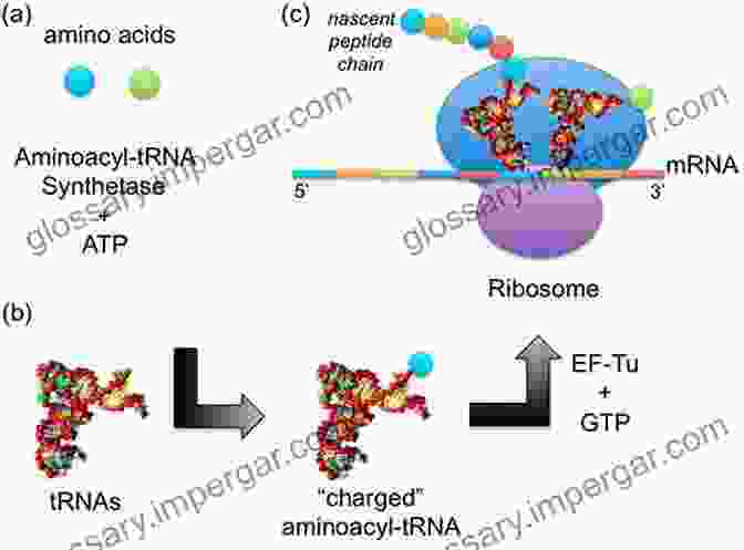 Mechanism Of Aminoacylation By Aminoacyl TRNA Synthetases Aminoacyl TRNA Synthetases In Biology And Medicine (Topics In Current Chemistry 344)